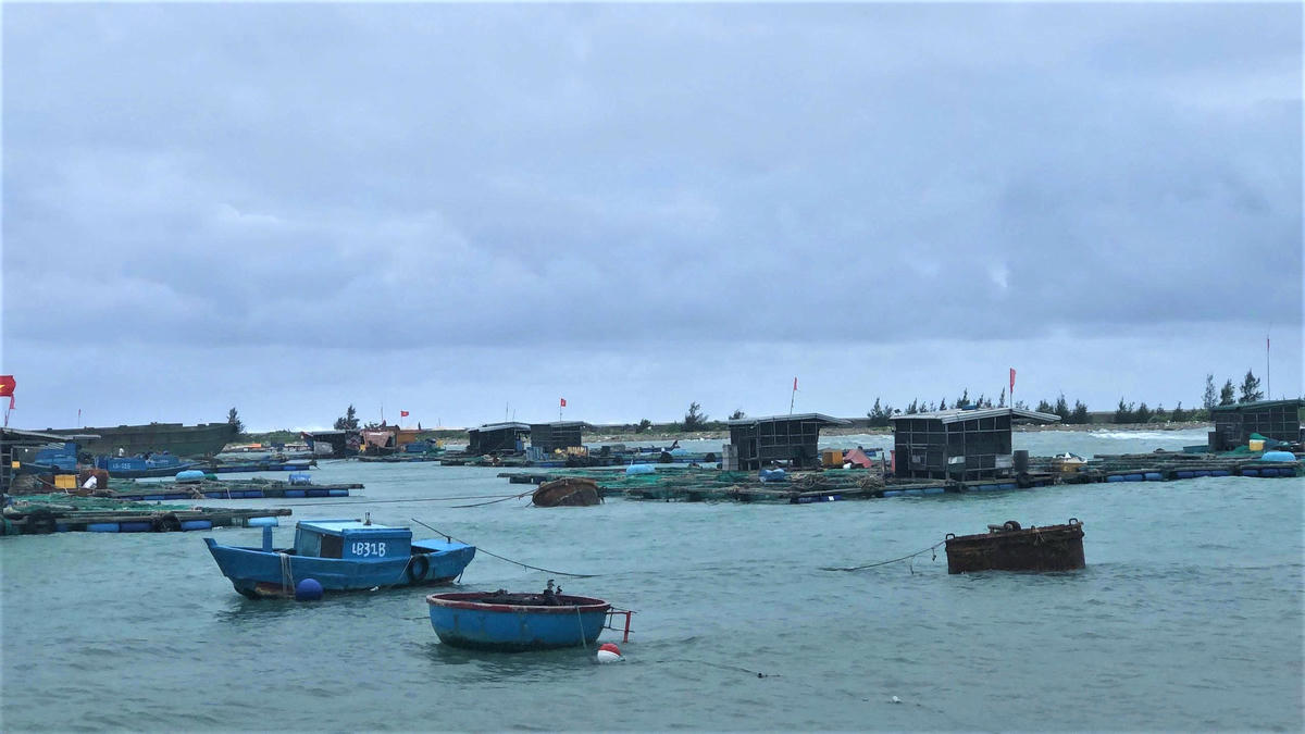 Các lồng bè nuôi cá ở đặc khu Lý Sơn được vào khu vực an toàn. Ảnh: CV.