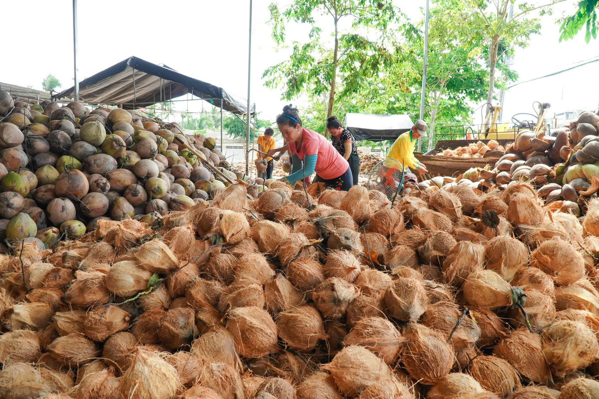 Ngành dừa mang lại sinh kế cho hàng triệu hộ dân (ảnh: TT)