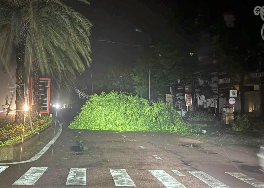 Nhiều cây xanh trên tuyến đường Nguyễn Tất Thành, phường Quy Nhơn ngã đổ. Ảnh: Tấn Thành.