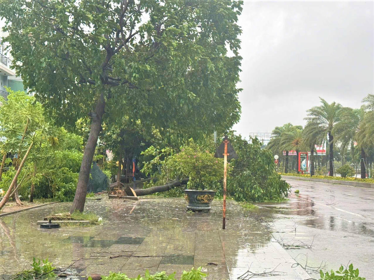 Nhiều cây xanh trên đường Nguyễn Tất Thành, phường Quy Nhơn ngã đổ lúc 15h ngày 6/11. Ảnh: CV.