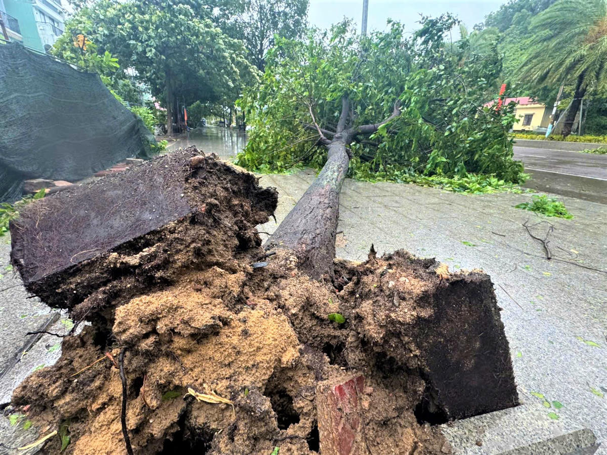 Cây xanh trên đường Nguyễn Tất Thành bất gốc ngã đổ. Ảnh: Đình Sang.