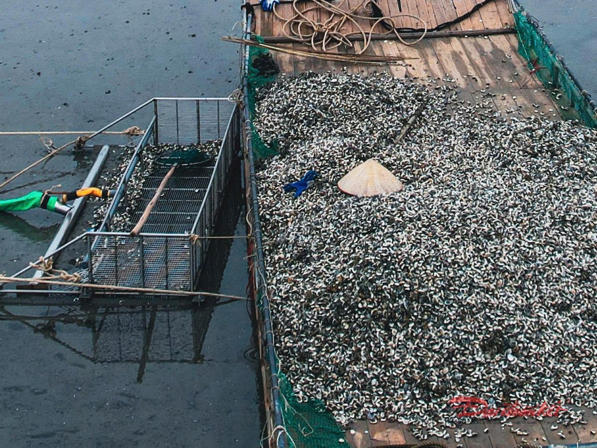 Nghêu chất thành đống dọc các bãi triều. Ảnh Đinh Hùng.