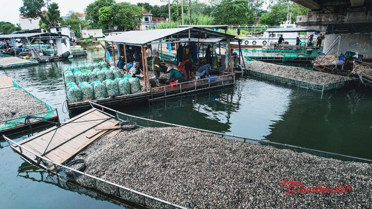 Từng bè, mảng chất đầy nghêu được vận chuyển đến nơi đóng hàng. Ảnh: Đinh Hùng.