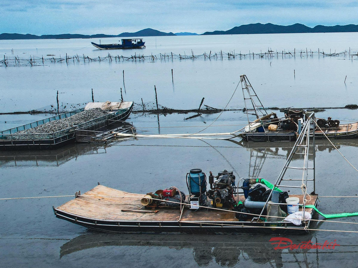 Các máy cào nghêu hoạt động hết công suất trên bãi triều Quảng Minh. Ảnh: Đinh Hùng.
