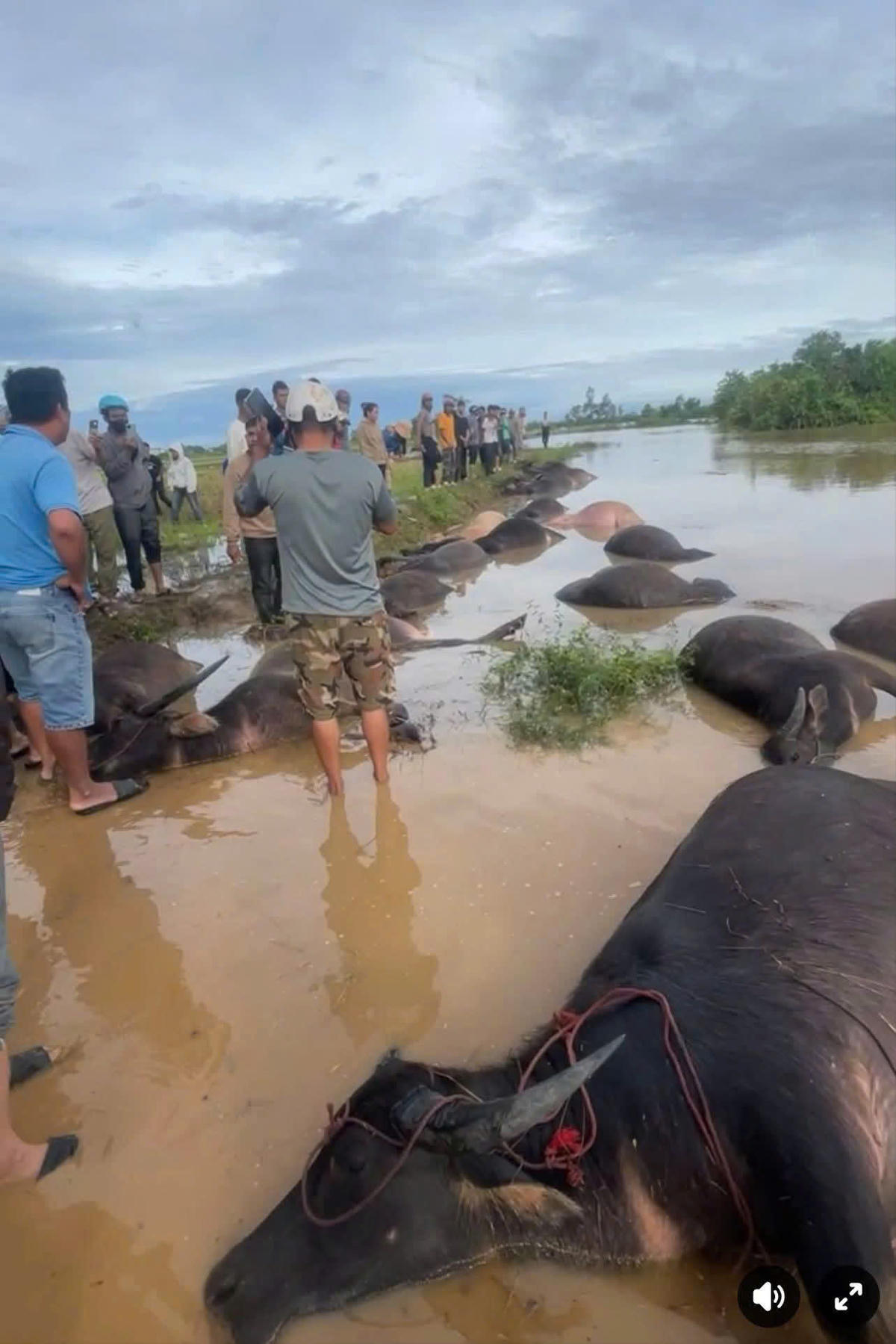 Ngoài thiệt hại về vật nuôi, một số tuyến đường trên địa bàn bị ngập cục bộ, giao thông tạm thời chia cắt.