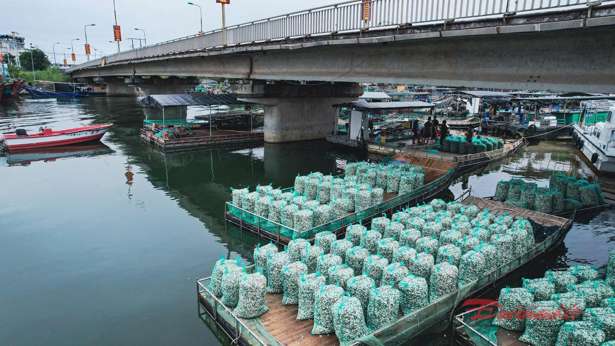 Rồi được vận chuyển đến gầm cầu Hà Cối, nơi các thương lái chờ sẵn. Ảnh: Đinh Hùng.