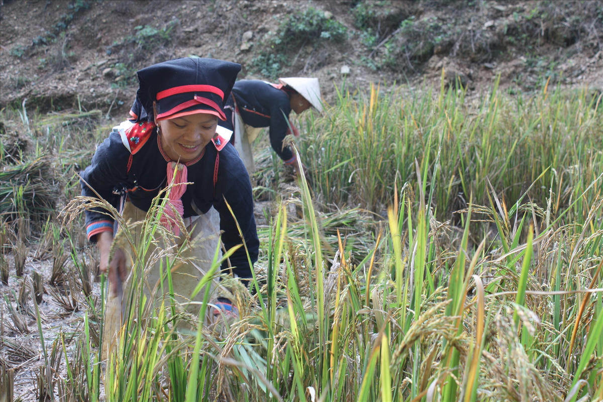 Tỉnh Lai Châu sắp tổ chức Ngày hội Sản phẩm vùng đồng bào DTTS và miền núi phía Bắc.&nbsp;Ảnh: Trọng Bảo