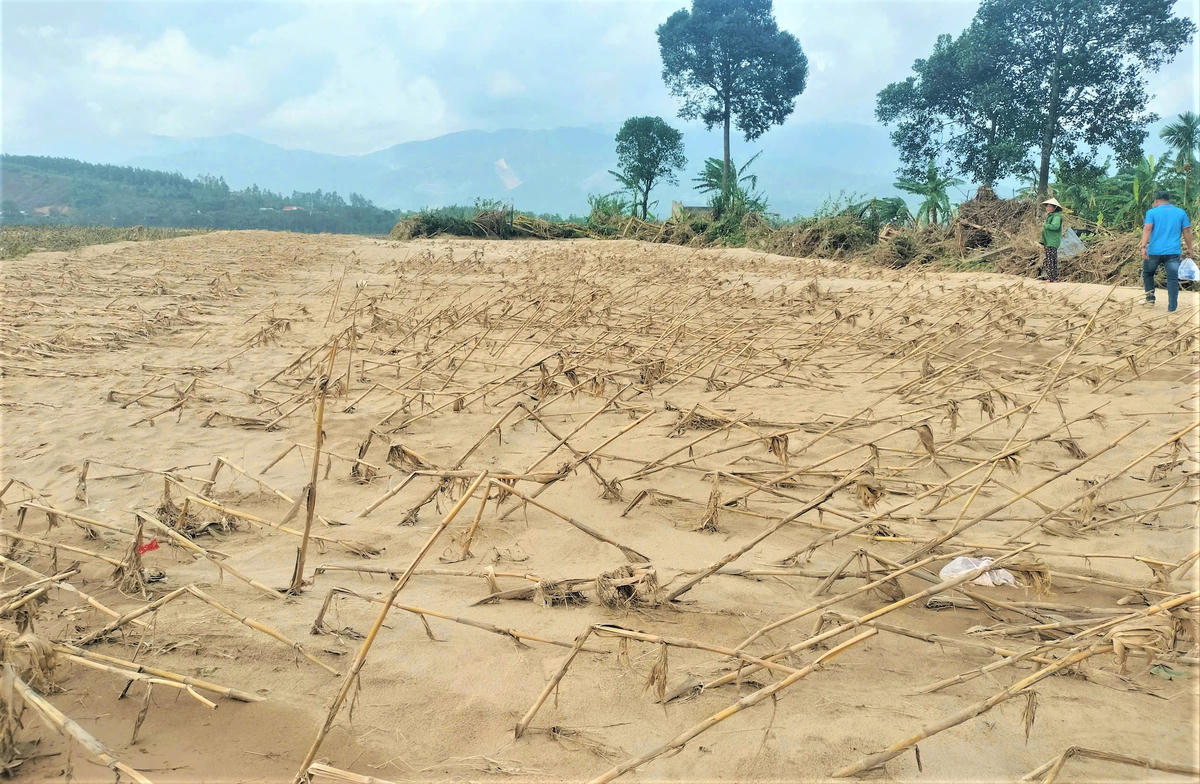 Cát lấp trăng diện tích hoa màu của người dân ven sông Vu Gia. Ảnh: Chí Đại.