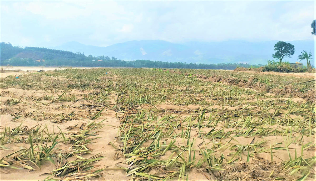 Diện tích đất trồng bắp của người dân bồi lấp cát. Ảnh: Tấn Thành.