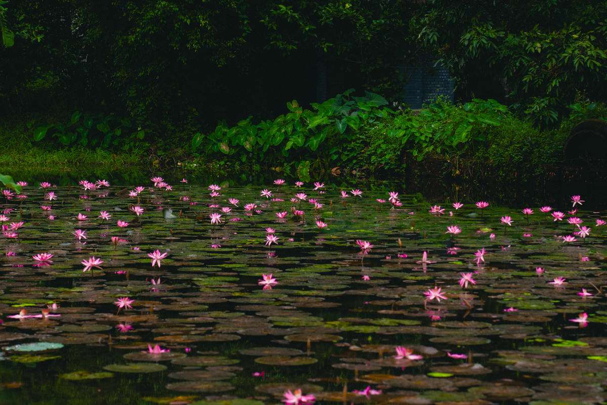 Không chỉ là điểm 'check-in' nổi tiếng, mùa hoa súng còn đem lại trải nghiệm văn hóa đặc trưng của vùng quê Bắc Bộ. Ảnh: Đình Minh