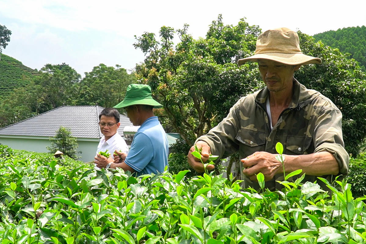 Ông Lê Văn Thanh (ngoài cùng bên phải) thoát nghèo nhờ cây chè. Ảnh: Đình Minh