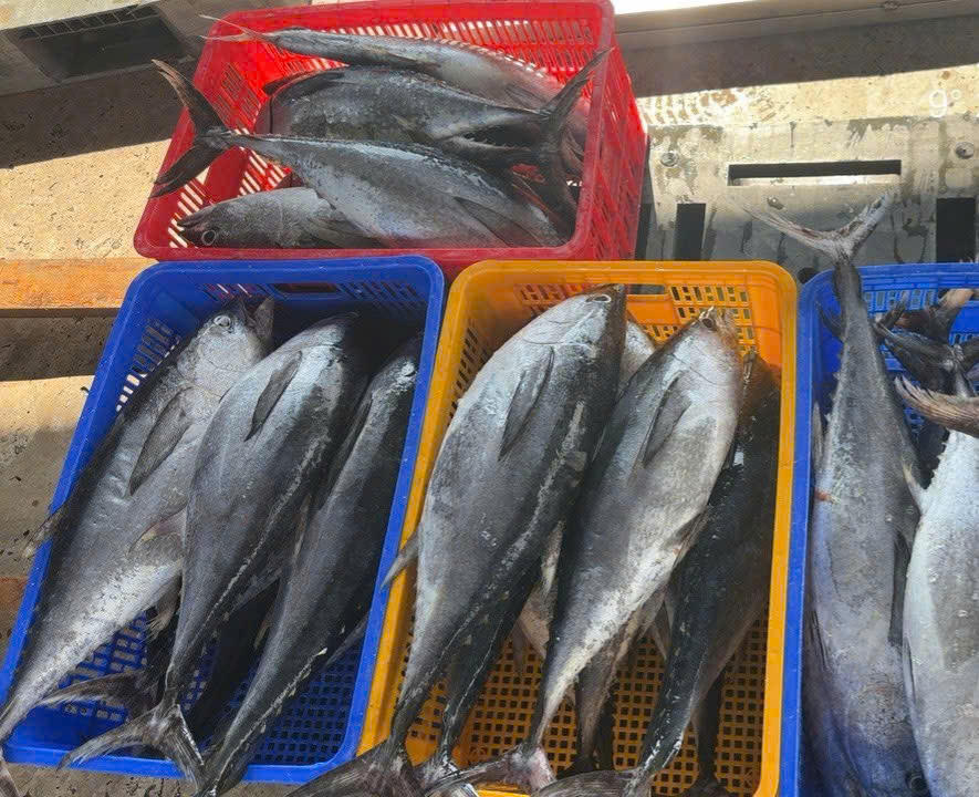 Sản lượng được cải thiện, giá cả cũng thuận lợi nên các bạn tàu có thu nhập ổn định. Ảnh: Nguyên Du