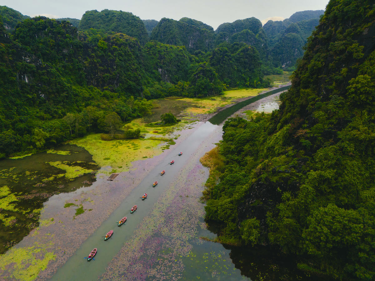 Khu du lịch Tam Cốc (Ninh Bình), hiện đang bước vào mùa hoa súng nở rộ đẹp nhất trong năm, thu hút đông đảo du khách trong nước và quốc tế đến tham quan, chụp ảnh. Ảnh: Đình Minh
