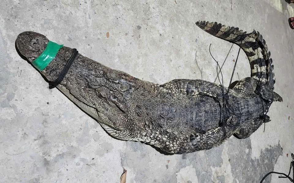 Con cá sấu nặng 37 ký lô vừa được người dân bắt trên sông, giao nộp cho cơ quan chức năng. Ảnh: BP