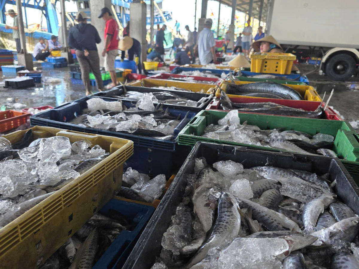 Với công suất bốc dỡ hàng chục nghìn tấn thủy sản mỗi năm, Cảng cá Sông Đốc là nơi neo đậu thường xuyên của đội tàu cá lên đến hàng nghìn chiếc, đóng vai trò đầu tàu trong kinh tế biển Cà Mau và khu vực Đồng bằng sông Cửu Long. Ảnh: Nguyên Du