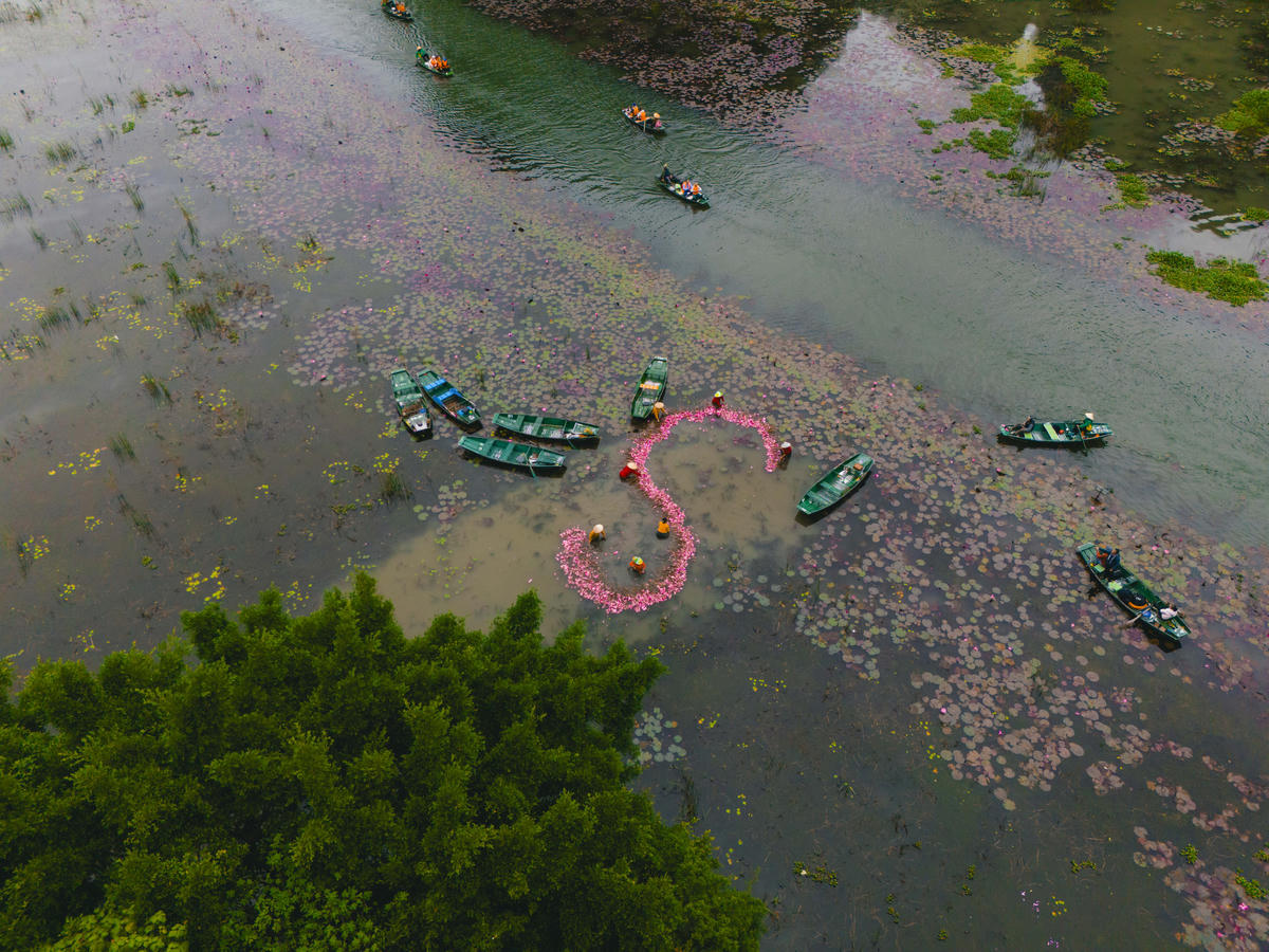 Khi tiết trời vào thu, vùng Tam Cốc – Bích Động như khoác lên tấm áo mới. Sau vụ gặt, những thửa ruộng ngập nước ven sông Ngô Đồng lại rợp sắc tím, hồng của hoa súng. Ảnh: Đình Minh