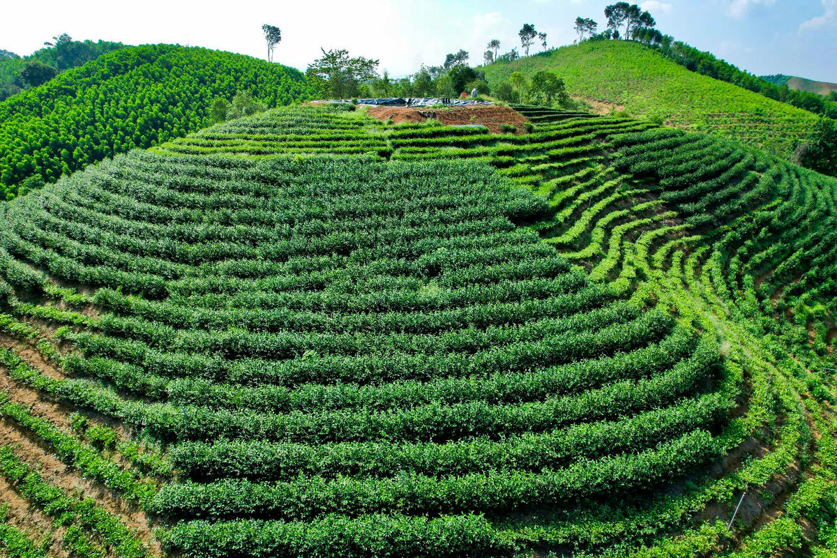 Vùng chè tại Thọ Bình hiện có quy mô hơn 400 ha. Ảnh: Đình Minh