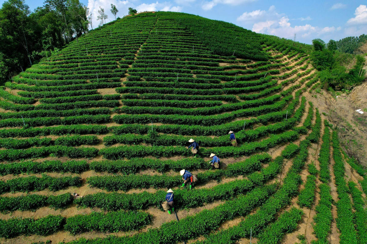 Hiện có hơn 150 hộ dân ở xã Thọ Bình tham gia trồng chè. Ảnh: Đình Minh