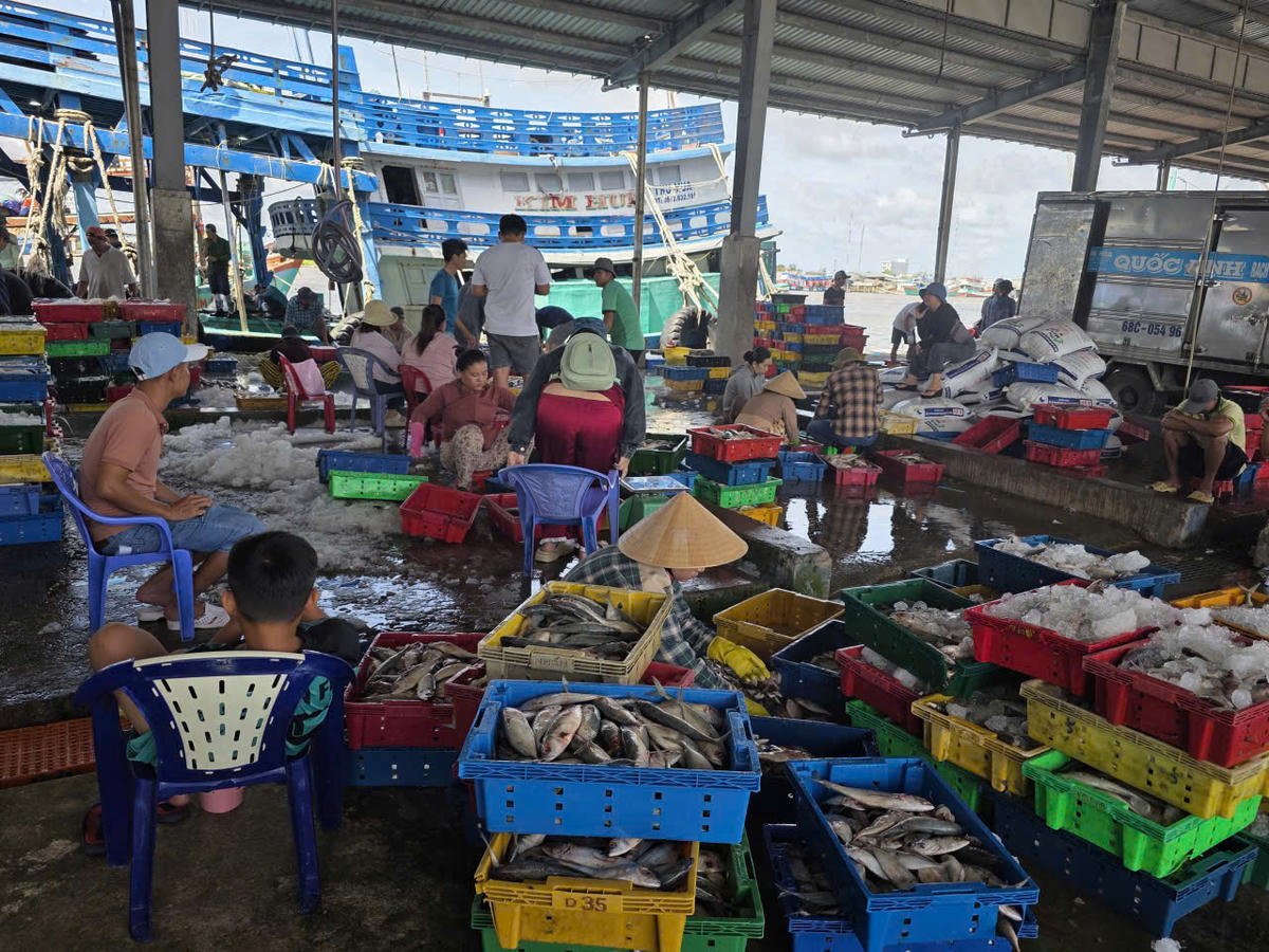 Không khí nhộn nhịp ở Cảng cá Sông Đốc. Ảnh: Nguyên Du&nbsp;