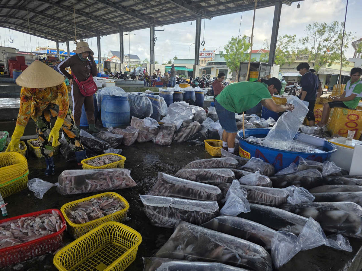 Mực được thu mua sau đó đưa lên xe tải vận chuyển tiêu thụ ở thị trường các tỉnh. Ảnh: Nguyên Du
