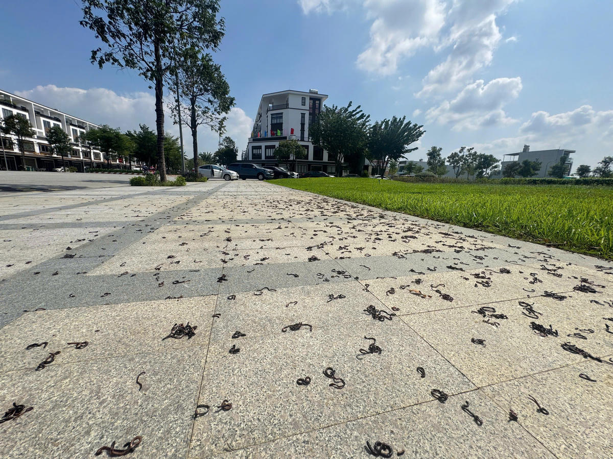 Nhiều giun đất bò lên vỉa hè chết khô. Ảnh: CV.