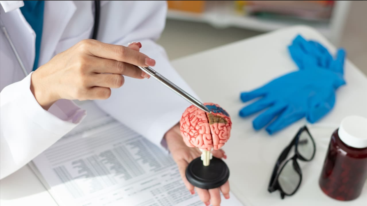 Nghiên cứu sự phát triển của não người.