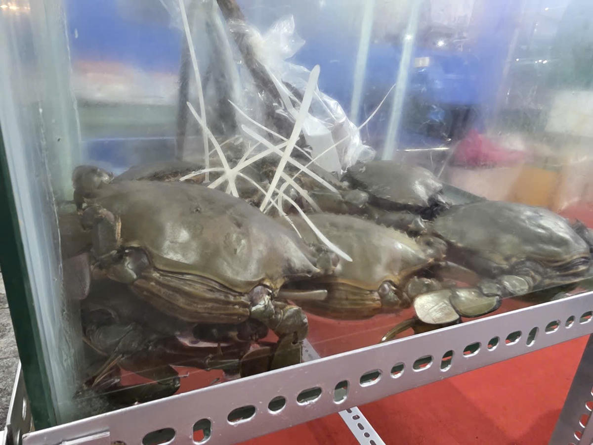 Tỉnh Cà Mau có 70 trại sản xuất cua giống, công suất thiết kế 1,3 tỷ con giống/năm, sản lượng năm 2025 ước đạt 1,1 tỷ con, đủ cung ứng cho nhu cầu nuôi trong tỉnh. Ảnh: Nguyên Du.