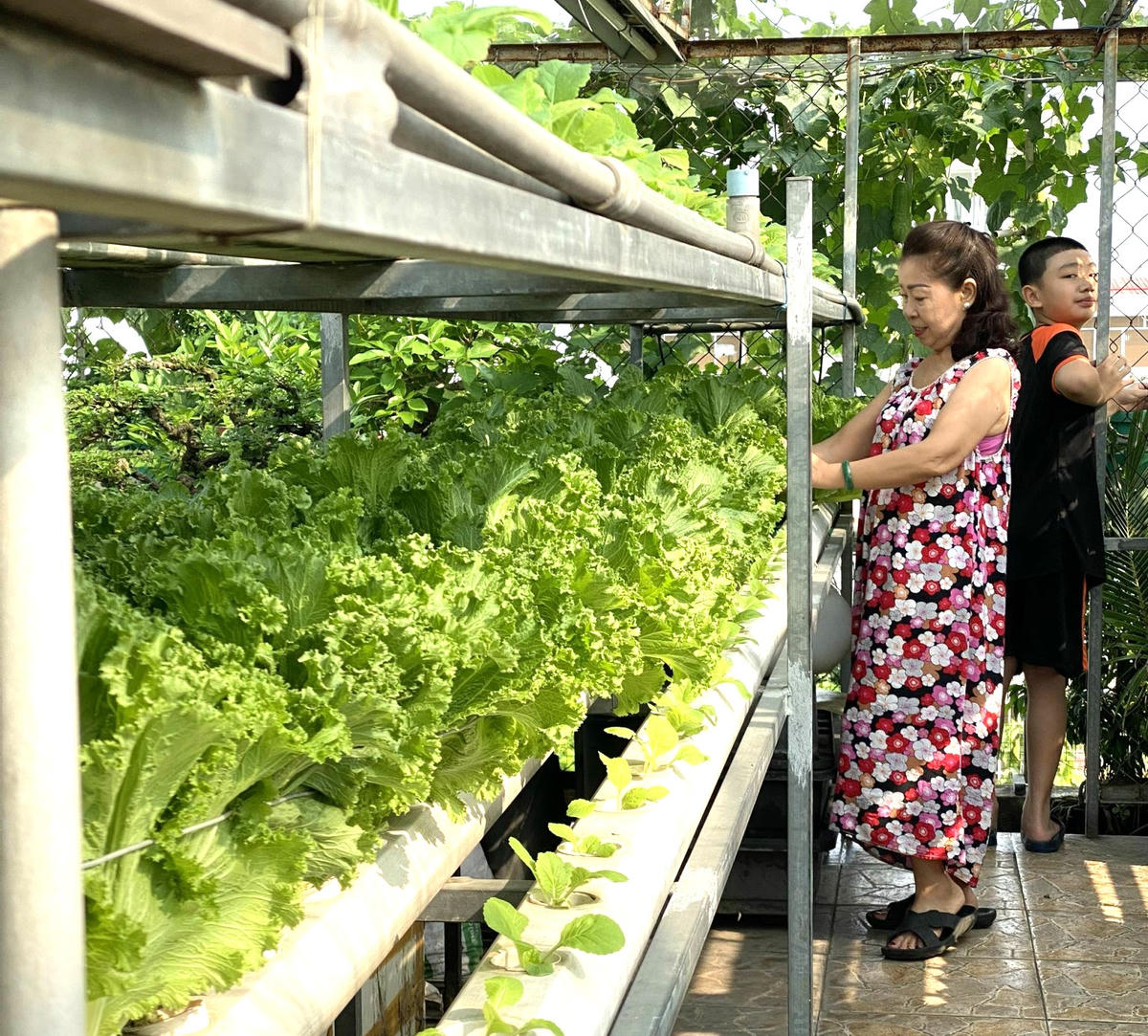 Ngày nay, nông nghiệp đô thị đã trở thành lĩnh vực sản xuất quan trọng trong việc tạo ra nguồn thực phẩm sạch, góp phần tạo không gian xanh cho đô thị. Ảnh: Q.Đ.