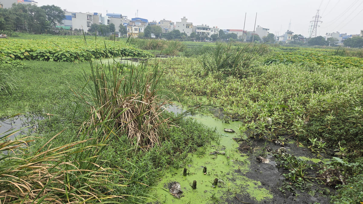 Ông Trần Lê Minh, người dân sinh sống ở ven hồ An Trạch phản ánh, do không được nạo vét, làm vệ sinh, nước, rác thải ứ đọng nên vào những ngày thời tiết nắng nóng, mùi hôi thối từ lòng hồ bốc lên buộc người dân phải đóng kín nhà cửa. Vào mùa mưa, các con đường dẫn ra hồ, nhất là đường Đặng Việt Châu thường xuyên xảy ra tình trạng bị ngập kéo dài. Ảnh: Nam Dương.