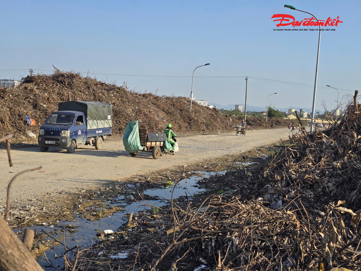 Nguyên nhân dẫn đến tình trạng này, theo ông Phạm Hữu Thắng - Trưởng phòng Tổ chức Hành chính (Công ty Cổ phần Môi trường và Công trình đô thị Nghệ An) giải thích, điểm tập kết trên đường D3 ban đầu chỉ là giải pháp tạm thời sau bão nhằm thu dọn hàng chục nghìn cây xanh bị gãy đổ. Ảnh: ĐB
