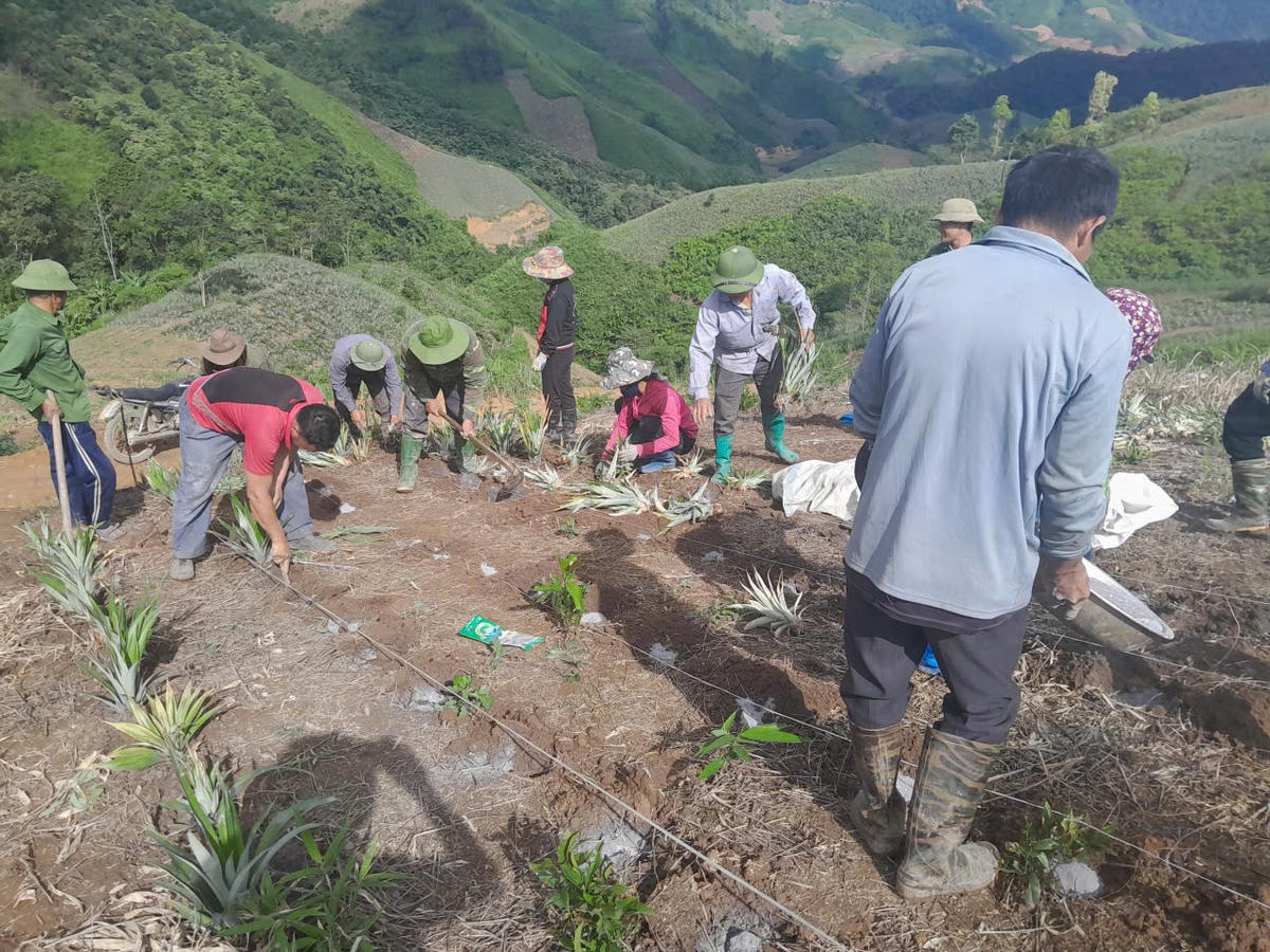 Người dân tích cực trồng dứa mật. Ảnh NVCC