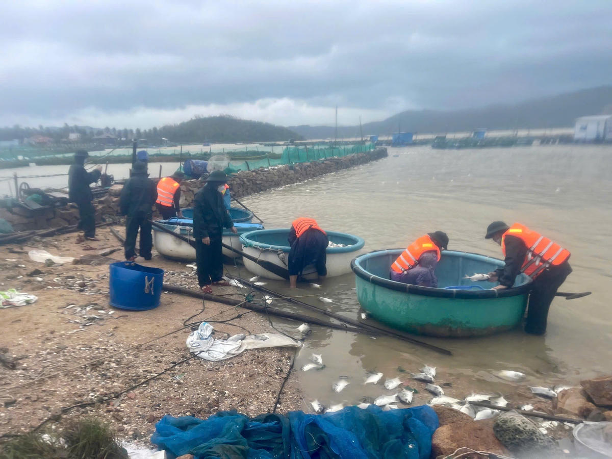 Cán bộ, chiến sĩ Đồn Biên phòng Xuân Hòa phối hợp với chính quyền địa phương và các lực lượng vớt cá chết sau mưa lũ. Ảnh: Thùy Dung.