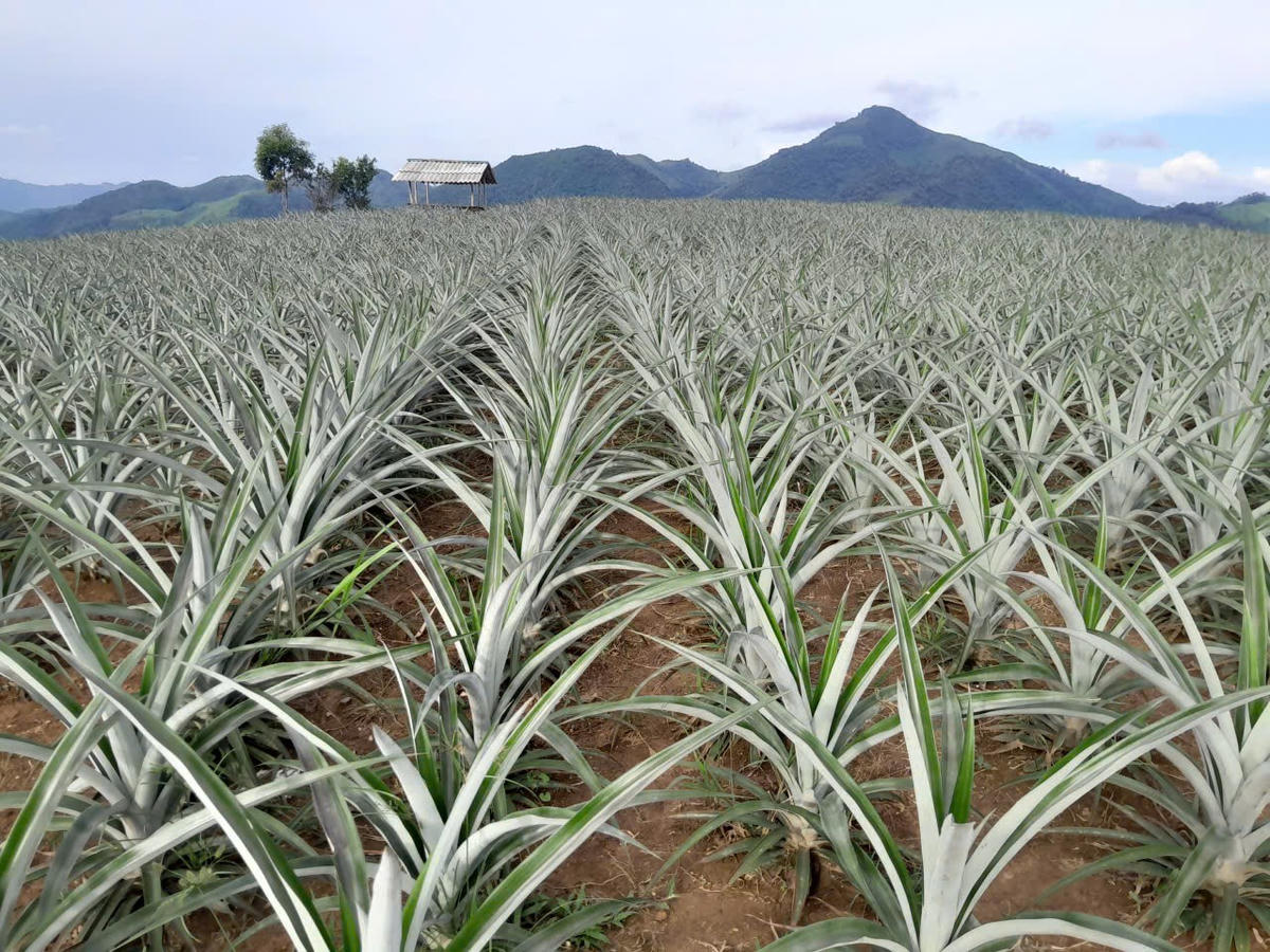 Theo kế hoạch, tới năm 2030, Giàng sẽ cùng người dân phát triển diện tích trồng dứa đạt khoảng 400ha. Ảnh: NVCC.