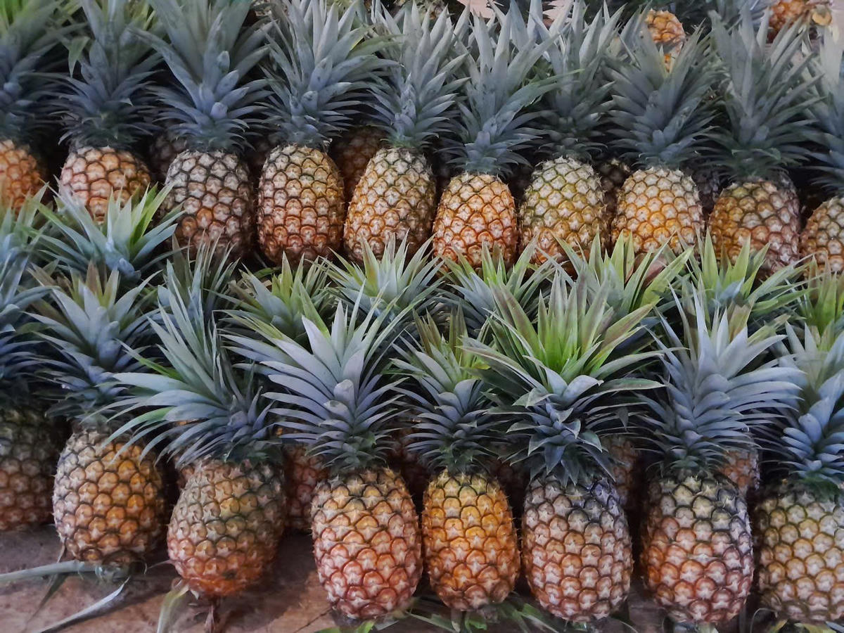 Cây dứa mật cho năng suất, mang lại thu nhập cao cho người dân. Ảnh: NVCC