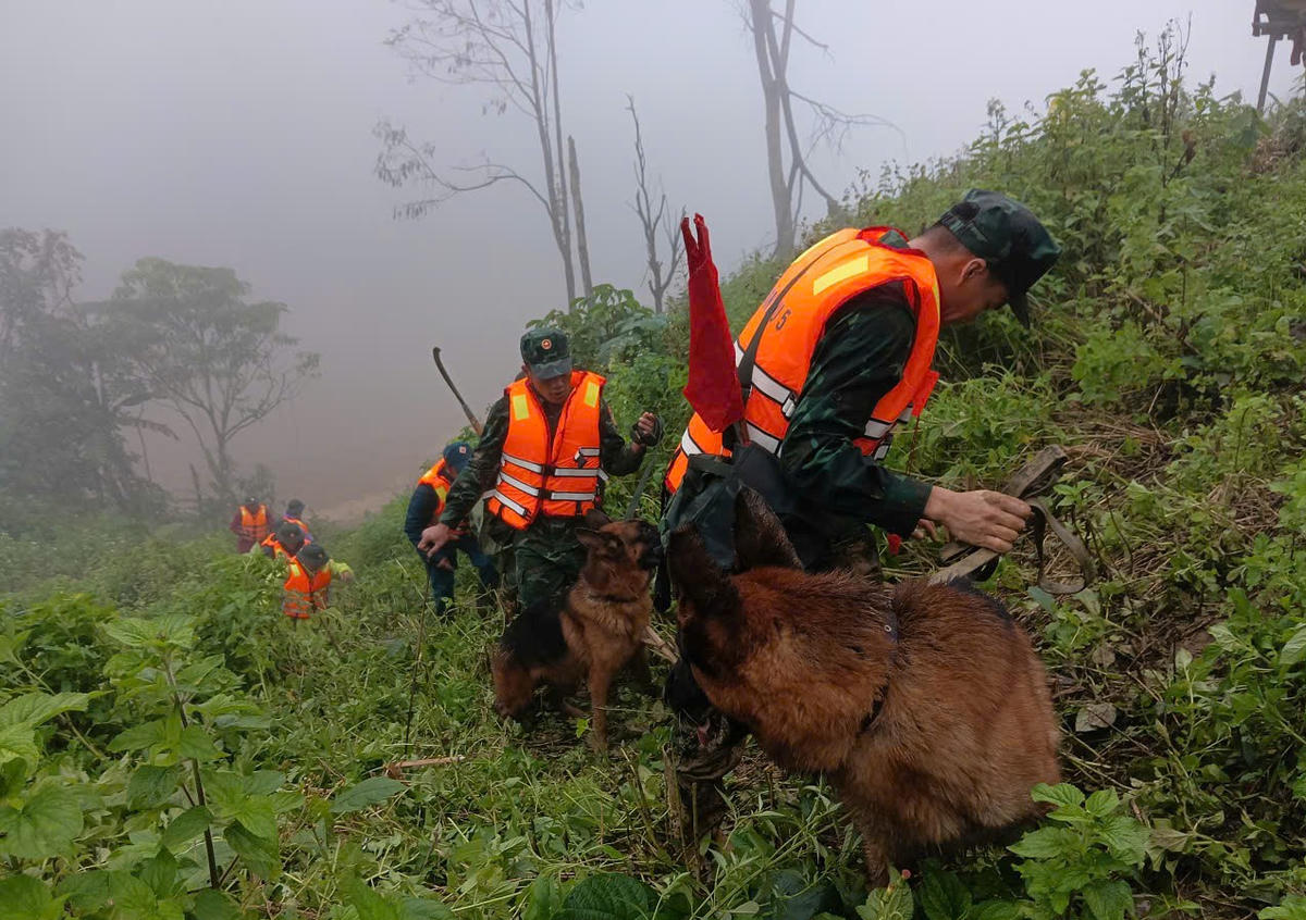 Chó nghiệp vụ được đưa tới hiện trường vụ sạt lở núi tìm kiếm nạn nhân mất tích. Ảnh: CV.