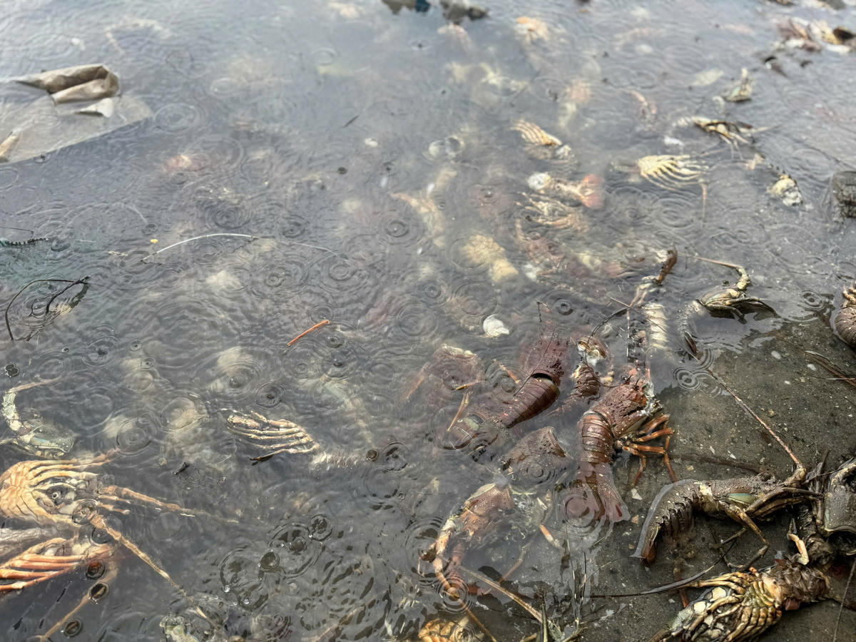 95% sản lượng tôm hùm bị mất; gần 80.000 lồng bè bị phá hỏng hoặc trôi dạt. Ước tính có khoảng 21.000 tấn tôm bị chết, tổng thiệt hại lên tới hơn 2.400 tỉ đồng. (Ảnh: Đình Sang)