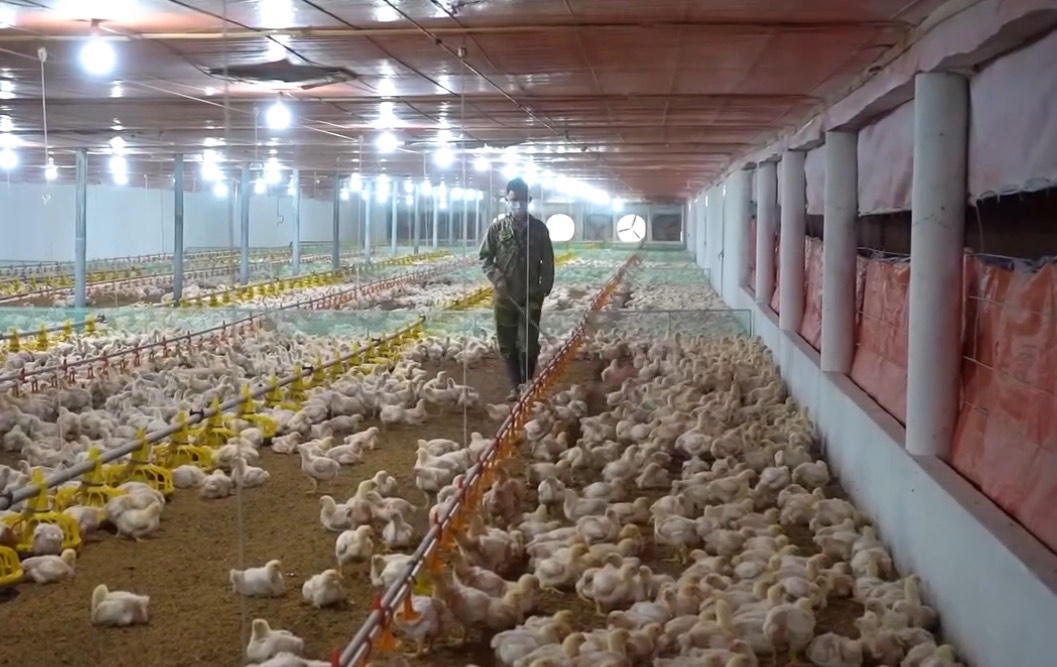 Nhiều mô hình chăn nuôi gia cầm được người dân Định Hoá (Thái Nguyên) áp dụng từ việc tiếp cận giảm nghèo từ thông tin. Ảnh: T.N