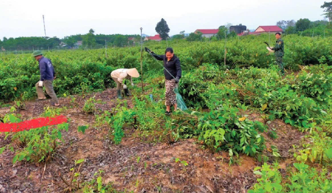 Các địa phương trên địa bàn tỉnh Quảng Trị đẩy mạnh phát triển cây dược liệu phù hợp với từng vùng sinh thái. Ảnh: Bộ KHCN