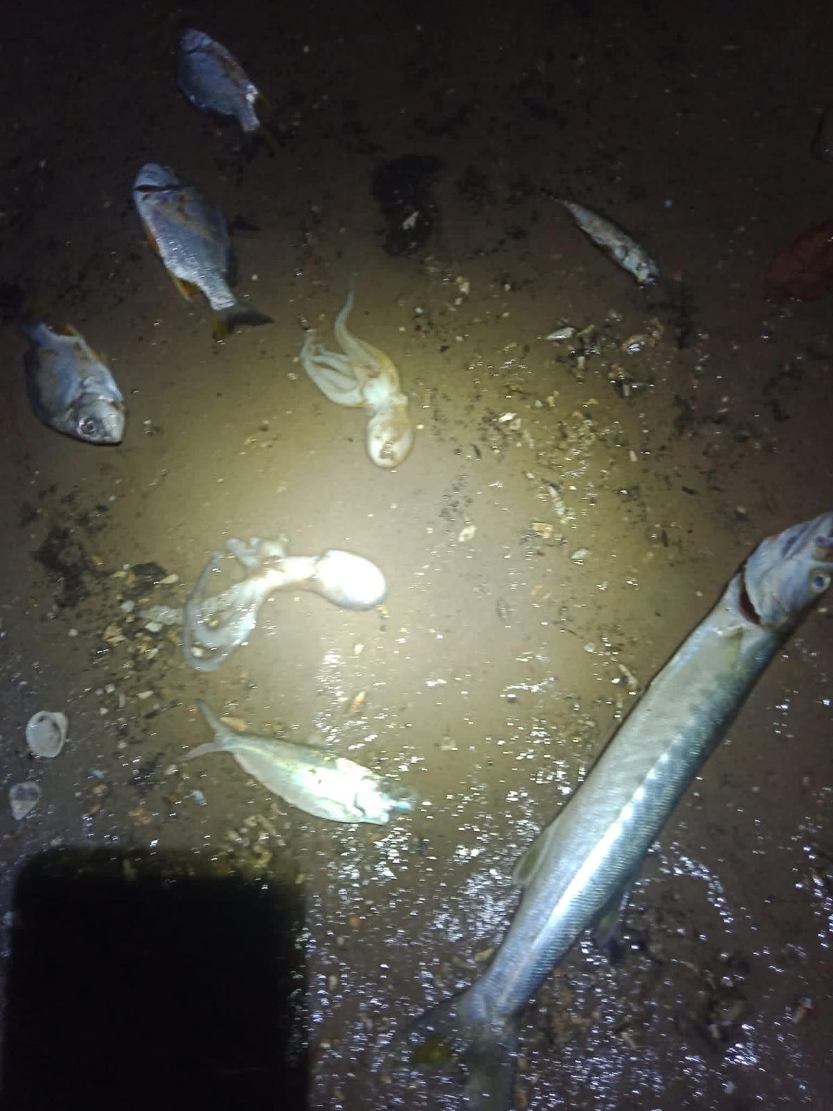 Hải sản chết bất thường trên vùng biển xã Quảng Hà. Ảnh: Người dân cung cấp.