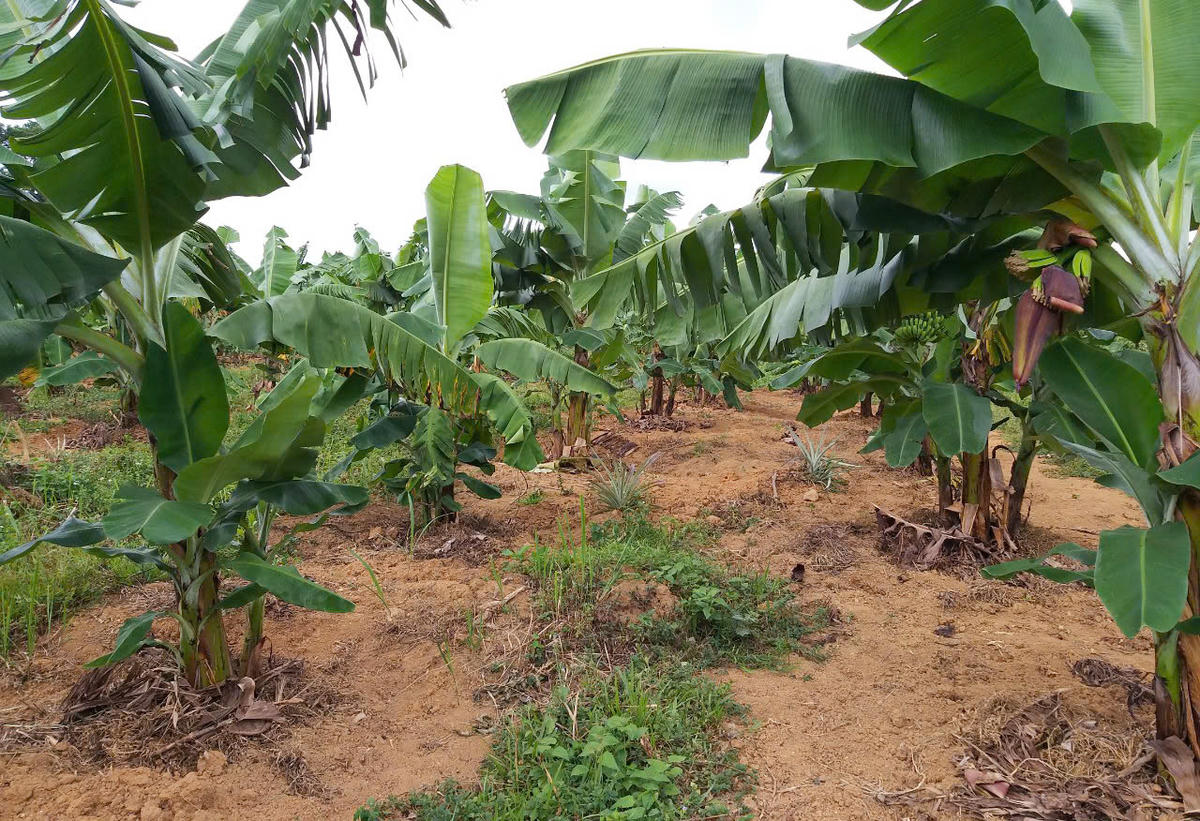 Mỗi hecta chuối già lùn đem lại thu nhập cho người dân địa phương lên đến hàng chục triệu đồng.Ảnh: N.D.