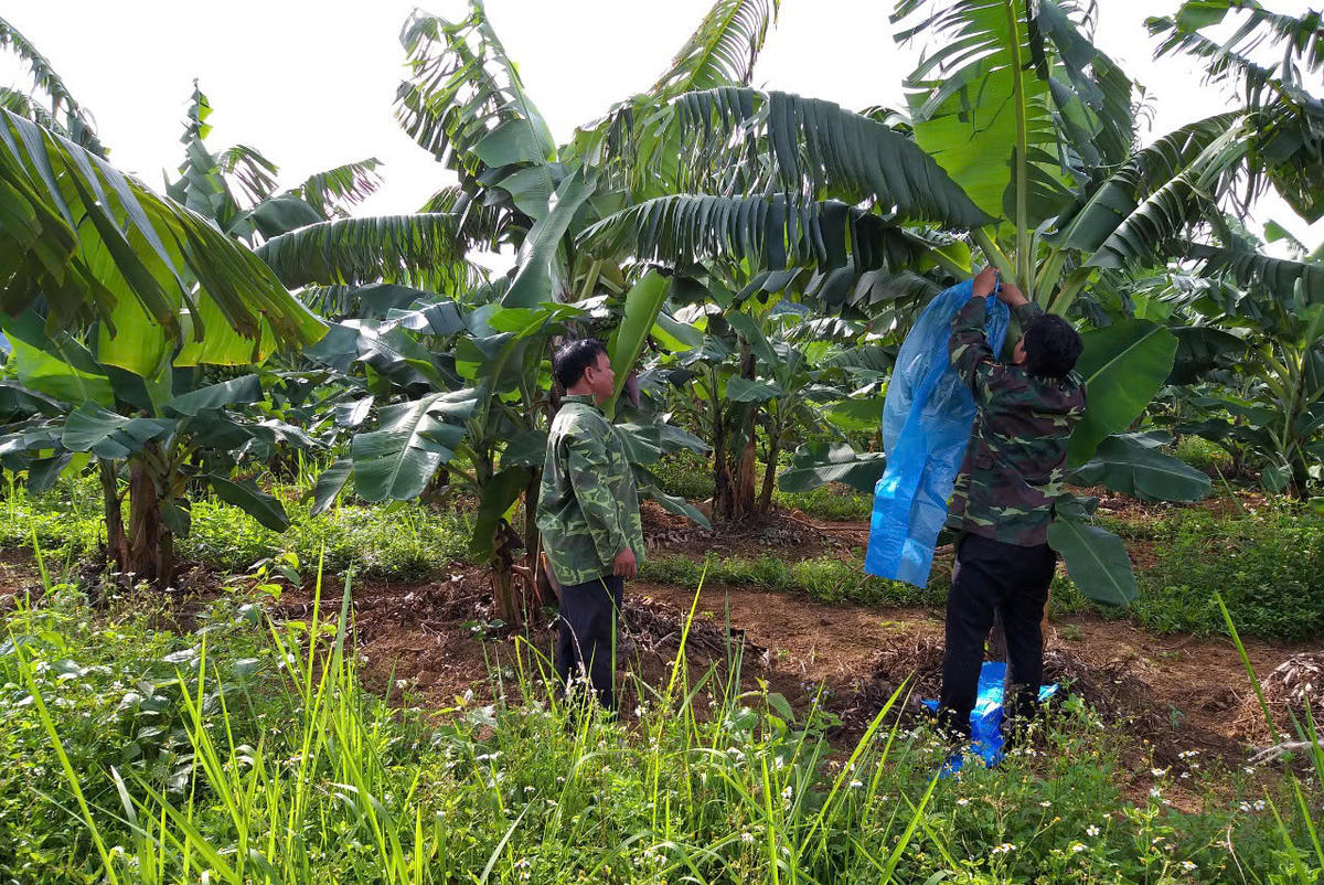 Người dân đang chăm sóc vườn chuối già lùn. Ảnh: N.D.