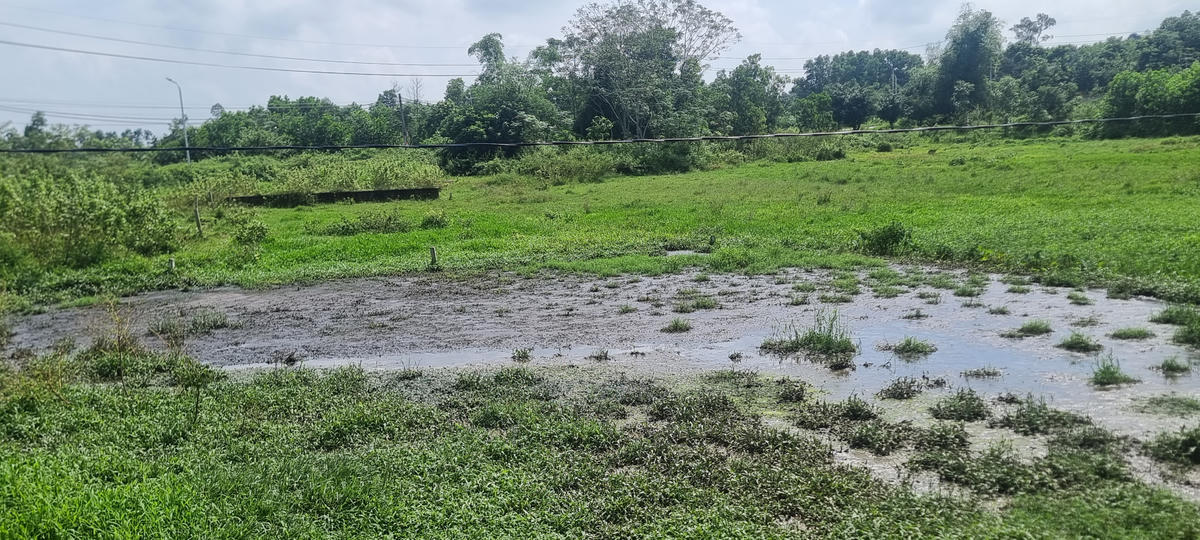 Nhiều thửa ruộng tiếp giáp với khu trại lợn bị ảnh hưởng bởi nước thải. Ảnh: Minh Quân.&nbsp;