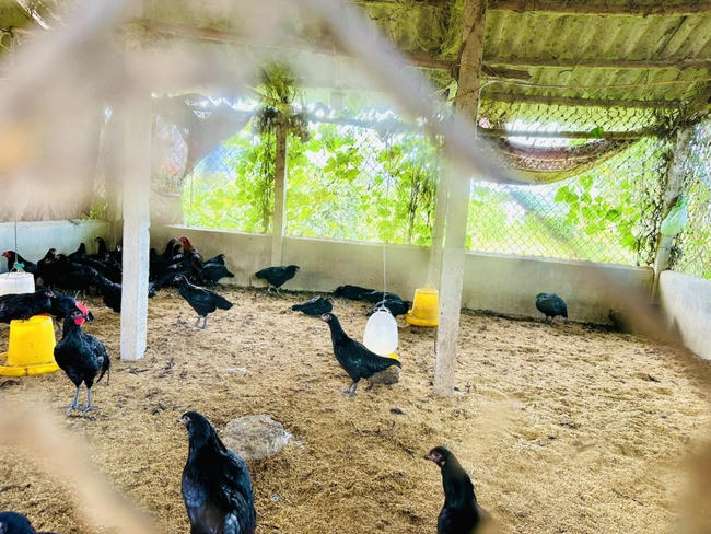 Mô hình nuôi gà của gia đình bà Lê Thị Thủy. Ảnh: Q.T.