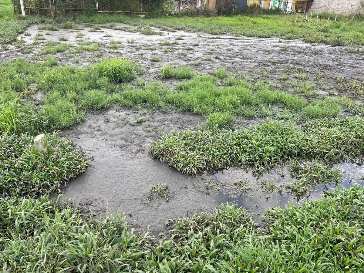 Nước thải từ khu chuồng trại nuôi lợn xả ra cánh đồng đen ngòm. Ảnh: Minh Quân.