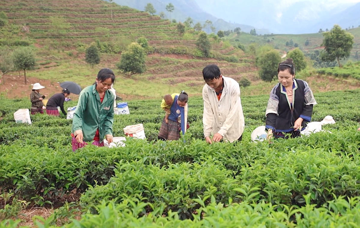 Được hỗ trợ trồng chè, đến nay người dân xã Mường Kim có thu nhập ổn định. Ảnh: Ngọc Toàn