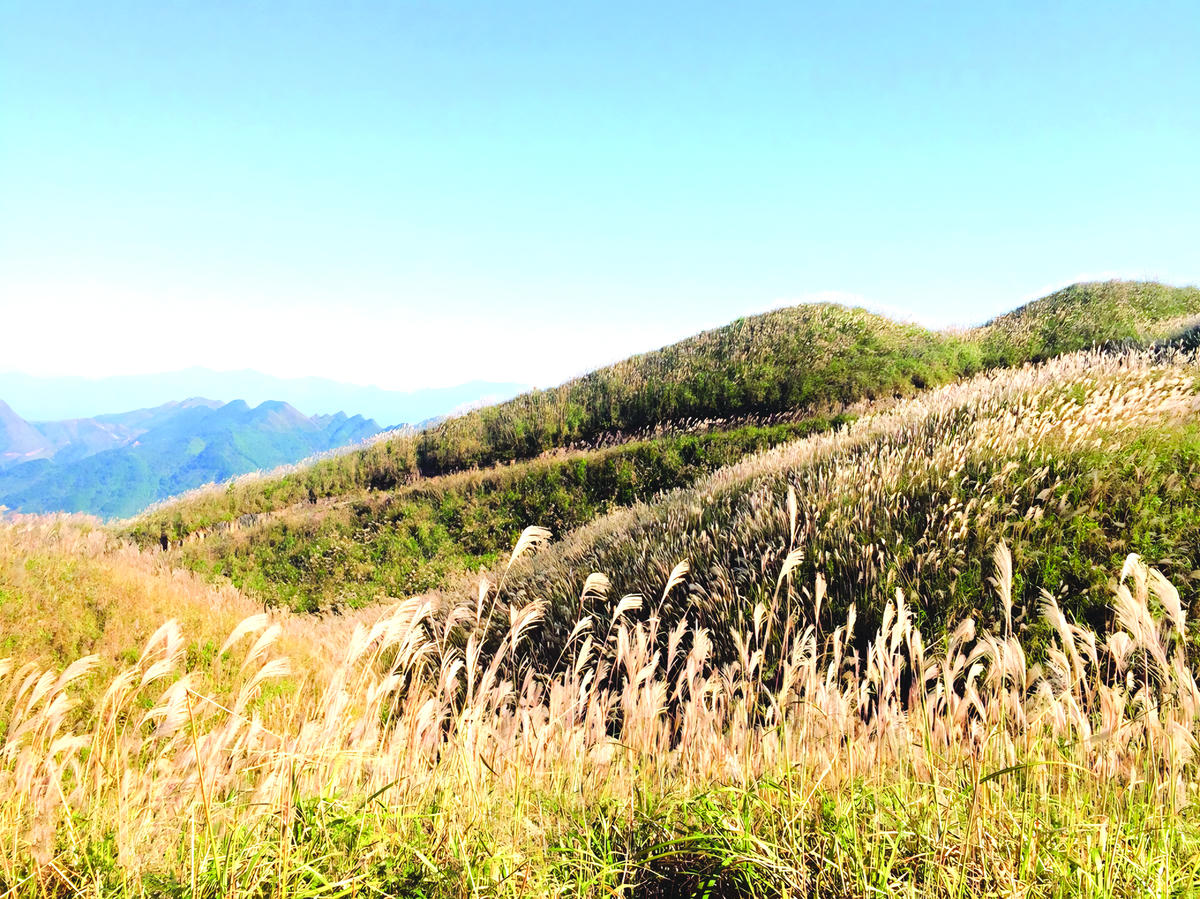 Những cánh đồng cỏ lau trải dài vào mùa thu.