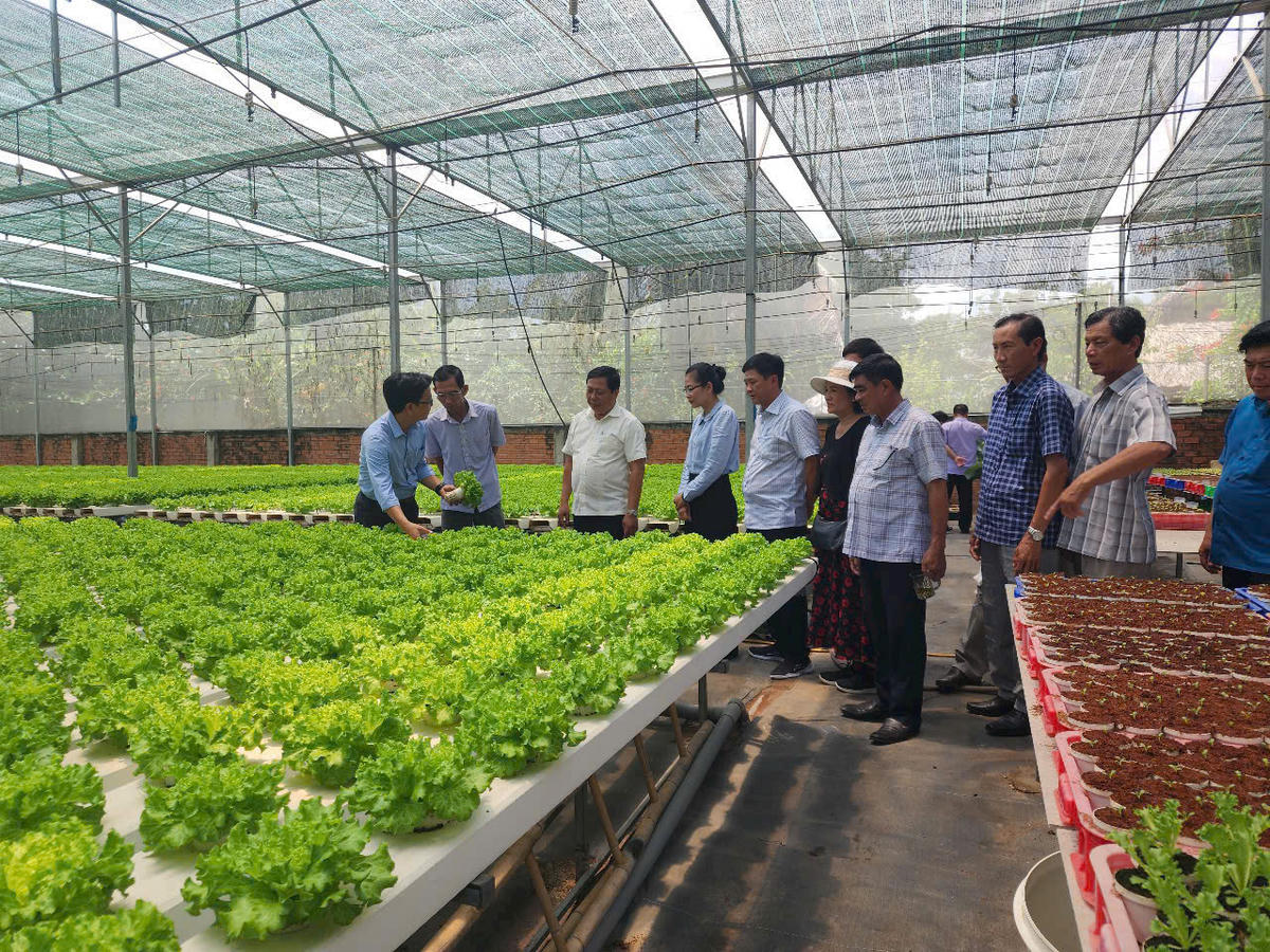 Ông Lâm Ngọc Tuấn, Giám đốc HTX Nông nghiệp Tuấn Ngọc đang hướng dẫn kỹ thuật trồng rau cho khách tham quan. Ảnh: Tuấn Ngọc.