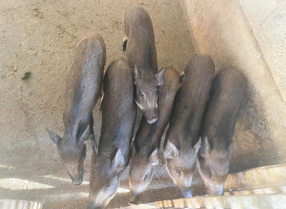 Mô hình chăn nuôi heo giúp nhiều gia đình ở xã Bình Điền vươn lên thoát nghèo. Ảnh: V.D.