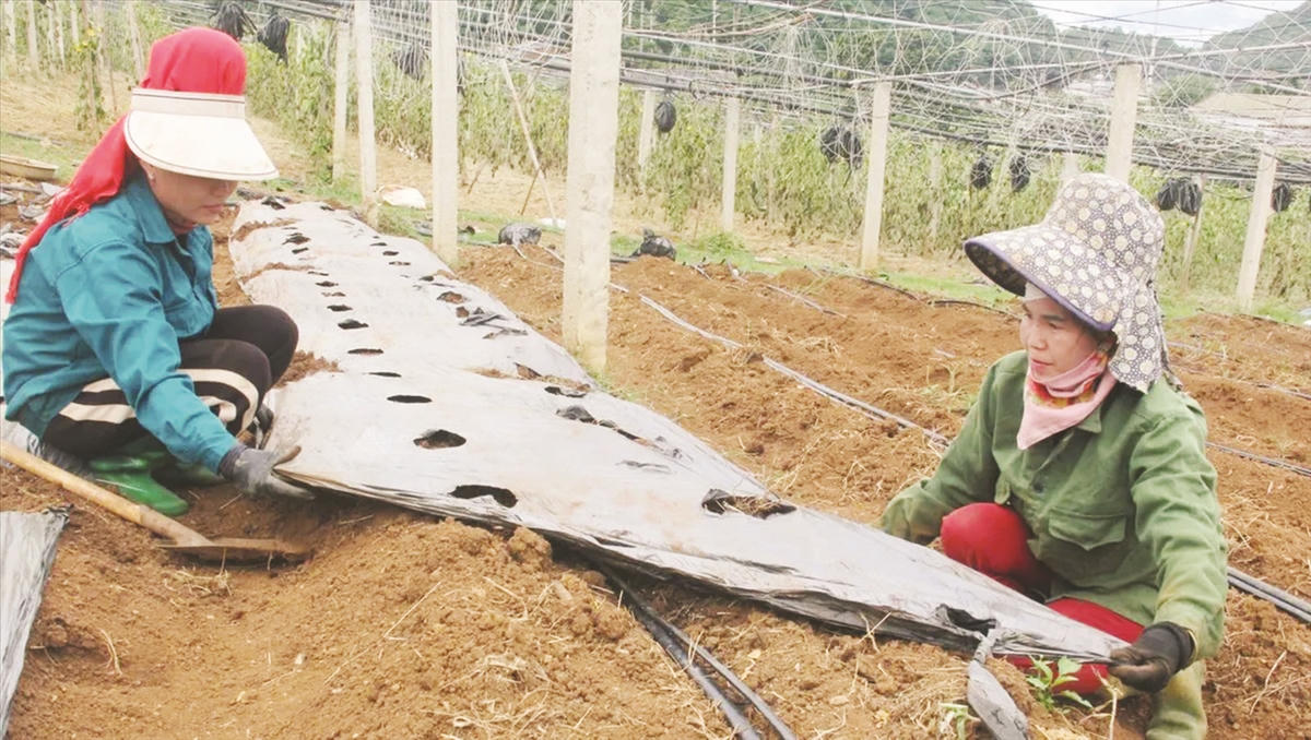 Nông dân xã Mai Sơn, tỉnh Sơn La được hỗ trợ sản xuất từ Chương trình MTQG 1719. Ảnh: V. P