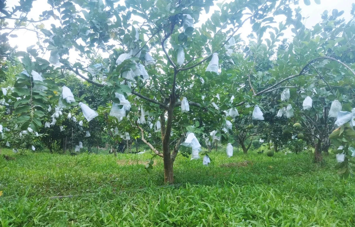 Một số người dân ở vùng cao Bình Điền tận dụng điều kiện tự nhiên sẵn có, đã mạnh dạn chuyển đổi mô hình phát triển kinh tế, vươn lên làm giàu trên chính mảnh đất quê hương. Ảnh: V.D.